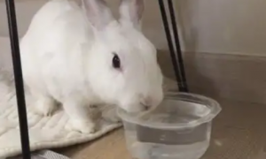 兔子为什么不能喝水