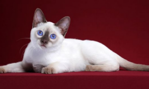 暹罗猫眼睛越蓝越好吗