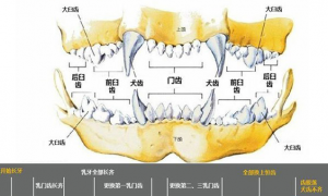 狗狗年龄牙齿对照表 结构图