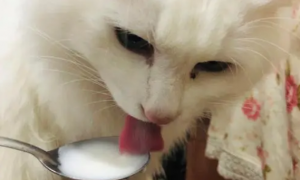 猫狗可以喝酸奶吗