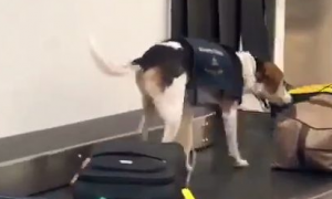 机场遇到一只工作犬，大半夜都还在工作，这狗真不容易
