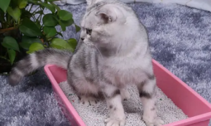 猫砂10kg能用多久
