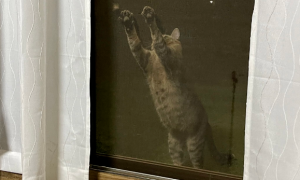 猫咪每天都来院子玩，网友想知道它到底住在哪儿，最后发现...它就偷偷住在网友家！