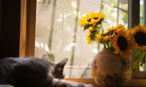 向日葵对猫咪来说有毒吗
