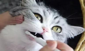 猫咪除口臭的简单方法