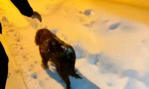 零下十几度的雪地上，一只流浪狗差点被冻死，幸好遇到好心人