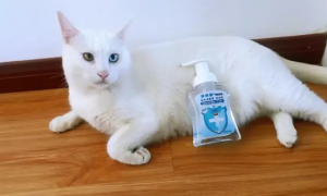 猫咪消毒用什么消毒液