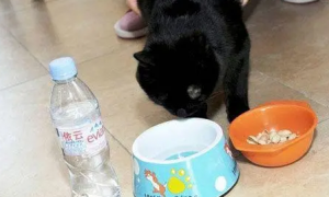 猫能喝矿泉水吗