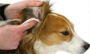 宠物狗耳朵长耳螨是怎么回事