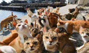 这些猫咪祖先千年从中国而去，如今占领日本11个岛