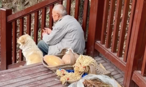 老爷爷带着自家种的菜摆摊，狗狗在一旁陪伴着他，岁月静好的画面