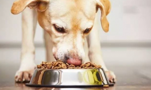 哪些东西会导致狗狗食物中毒