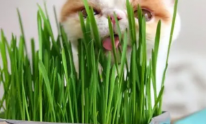 猫草到底是什么