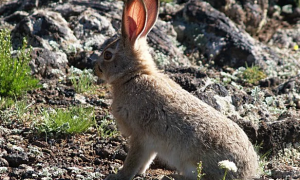 蒙古兔是国家保护动物吗
