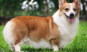 胖乎乎小短腿的狗是什么品种 小短腿又胖还萌的狗