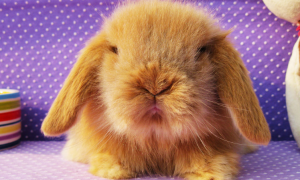 荷兰垂耳兔多久可以生兔子