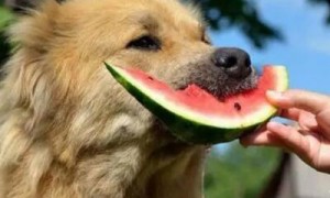 狗狗可以吃西瓜吗