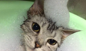 宠物猫可以用人的沐浴露洗澡吗