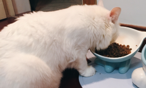 猫能吃哪些零食