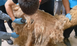 上海动物园饲养员变身“理发师”为羊驼剪毛度夏