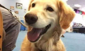 柴犬第一次参加治疗犬考试不及格，复读半年后…终于成功了！