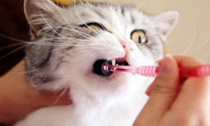 猫咪需要洁齿吗