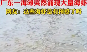 一海滩突然涌现大量海虾，网友：海虾是有预感到了吗