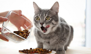 猫粮多少一斤合适