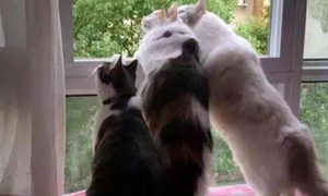 三只猫咪趴窗户等主人下班，路人看了笑喷：主人还敢回来么？