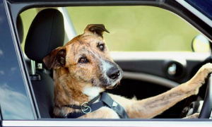 德国男子收到交通罚单，开车者竟是自家宠物狗？