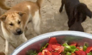江西人给狗切了一盆辣椒，被它们全部吃完，一方水土，养一方狗？
