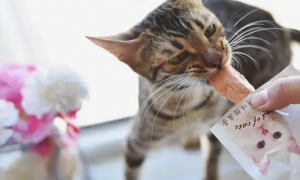 猫可以喂什么零食