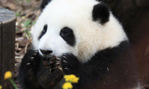 熊猫花花还在幼儿园，它的同龄侄女香果已经上任馆长