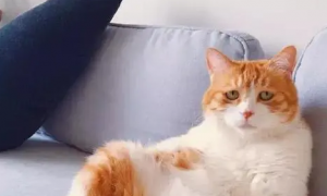 成年橘猫公猫体重多少正常