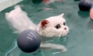 猫咪是天生会游泳的吗为什么