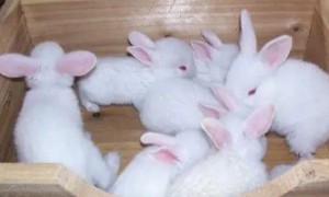 刚出生的兔子一天需要喂几次