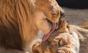 恩爱狮子夫妻21岁高龄，动物园却将它们安乐死！