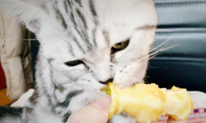 猫咪能吃苹果吗