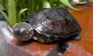 中华龟寿命多少年
