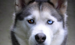 两只眼睛颜色不一样的狗子，到底有什么天赋异禀？
