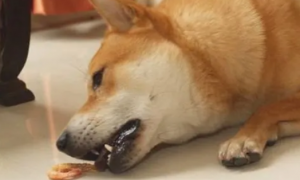 狗狗可以吃水煮虾肉吗