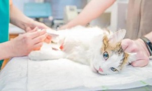 猫血常规正常能排除什么疾病吗