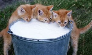 猫咪能喝纯牛奶吗