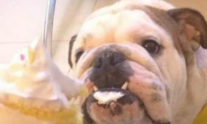 狗可以吃奶油吗