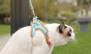 猫的牵引绳怎么带