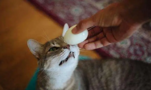 猫能吃鸡蛋吗