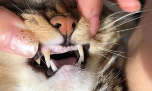 猫咪换牙时吃什么食物