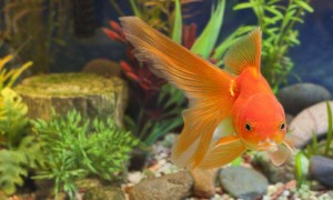 金鱼能长大吗