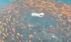 小狗跳进有锦鲤的湖里，一群锦鲤全都围着它转圈