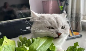 猫咪可以吃什么人吃的食物